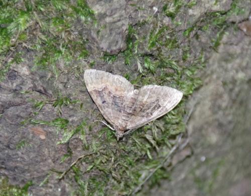 Réf. 187 163 : Xanthorhoe sp.