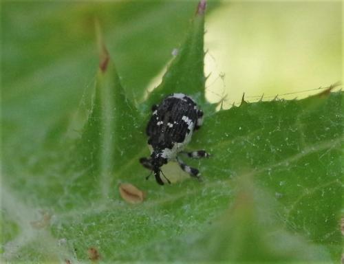 Hadroplontus trimaculatus