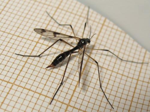 Ptychoptera lacustris