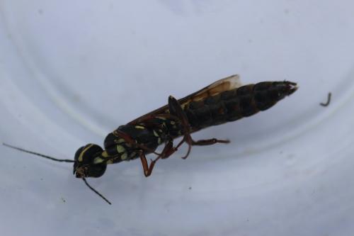 Xiphydria longicollis