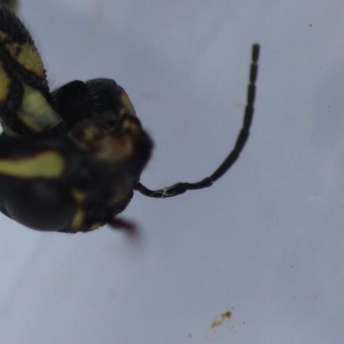 Xiphydria longicollis