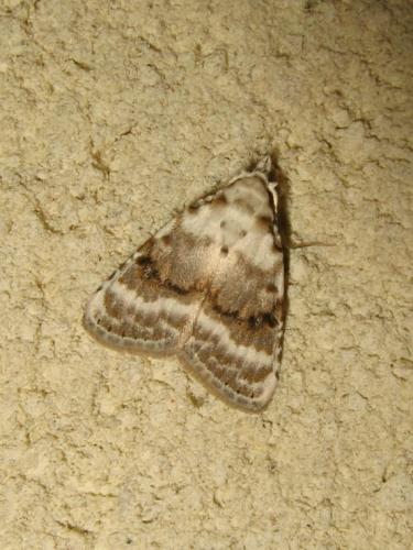 Réf. 187 170 : Meganola albula
