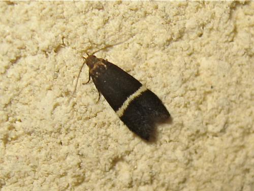 Réf. 187 736 : Syncopacma sp.