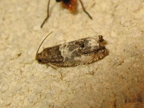 Réf. 187 085 : Notocelia rosaecolana