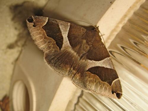 Réf. 187 015 : Dysgonia algira