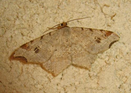 Macaria alternata