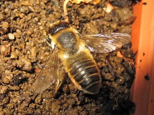 Megachile willughbiella
