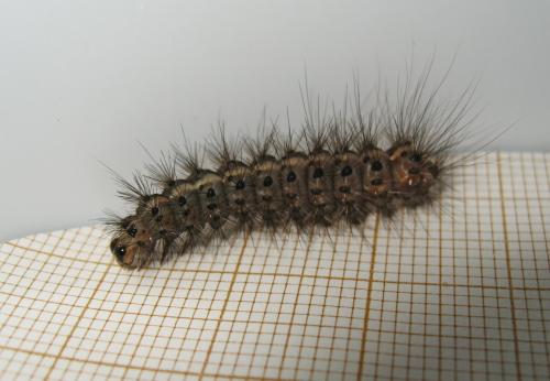 Diacrisia sannio