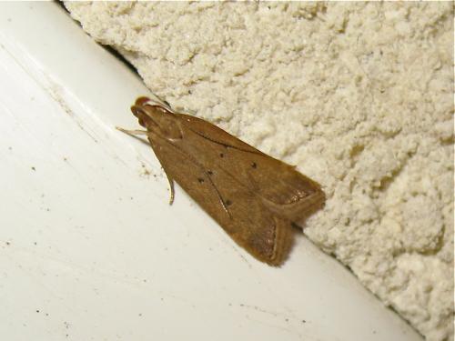 Réf. 187 822 : Helcystogramma lutatella