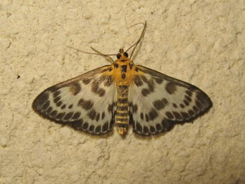 Réf. 187 171 : Anania hortulata