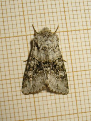 Réf. 187 172 : Hecatera bicolorata