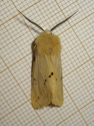 Spilosoma lutea