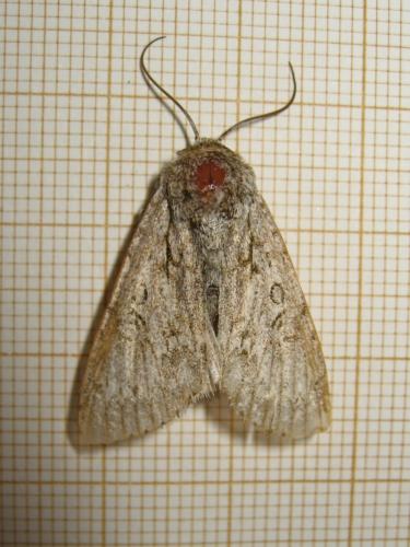 Acronicta aceris