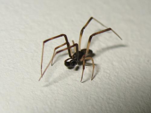 Réf. 187 935 : Episinus truncatus