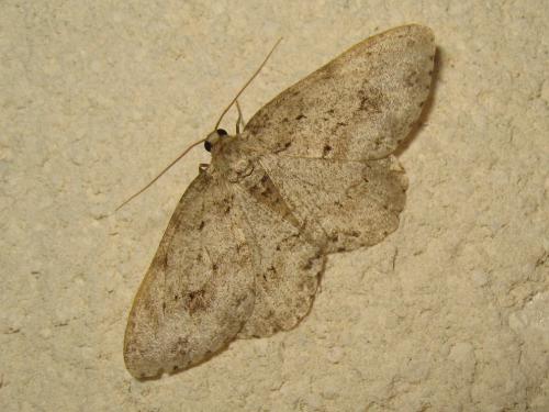 Ectropis crepuscularia