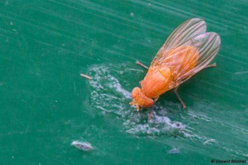 Lyciella sp.