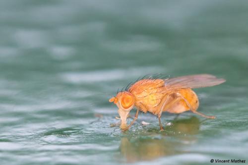 Lyciella sp.