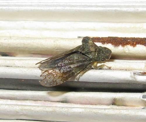 Ledra aurita