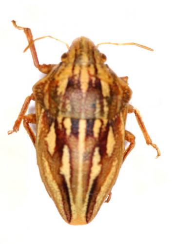 Odontotarsus angustatus