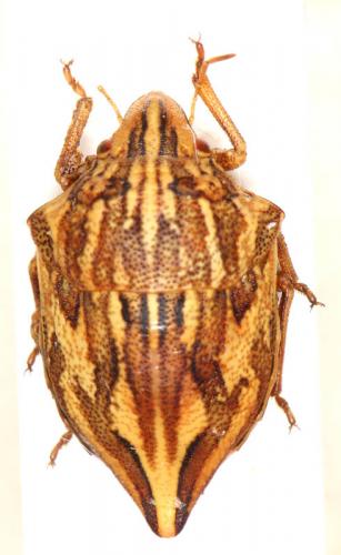 Réf. 187 472 : Odontotarsus intermedius