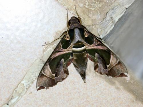 Daphnis hypothous crameri