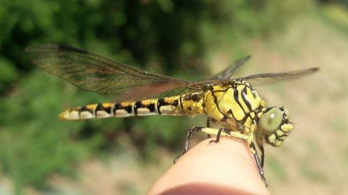 Réf. 187 213 : Onychogomphus forcipatus