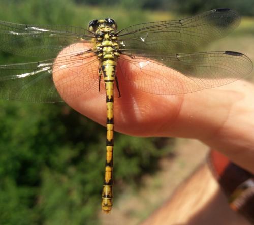 Onychogomphus forcipatus