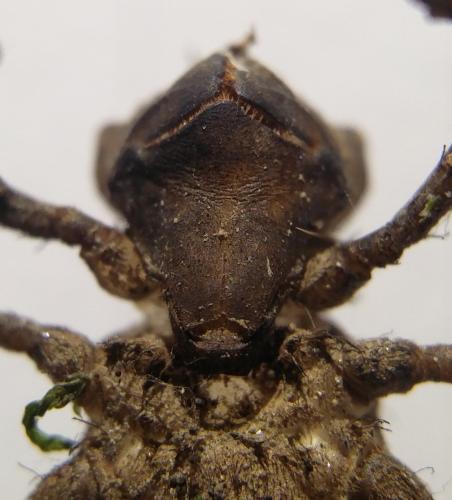 Oxygastra curtisii