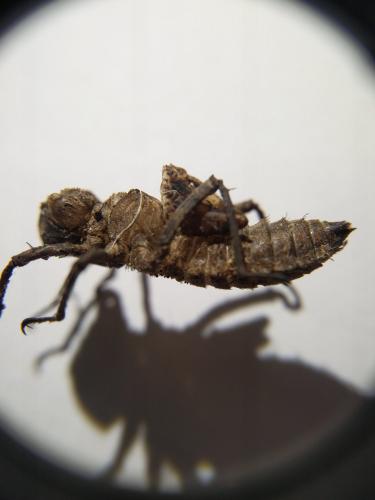 Oxygastra curtisii