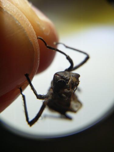 Oxygastra curtisii
