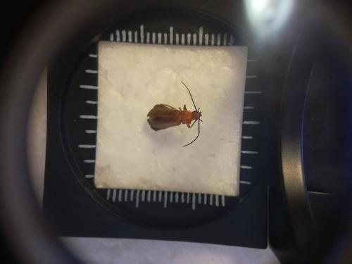 Rhagonycha fulva