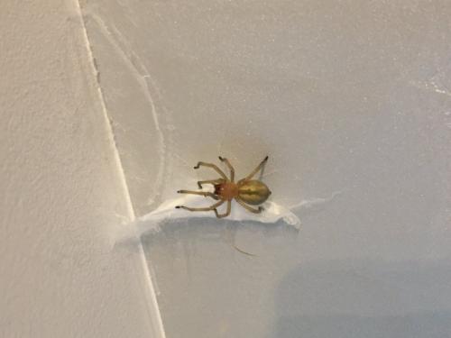 Cheiracanthium sp.