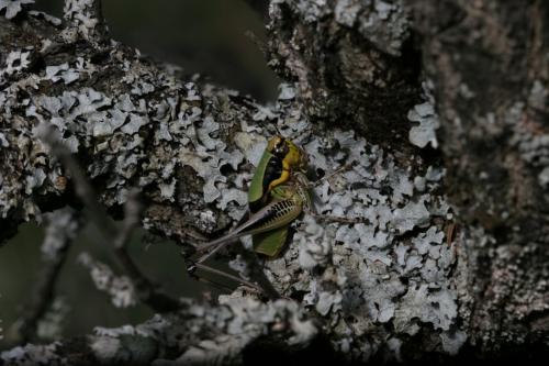 Réf. 187 640 : Eupholidoptera chabrieri chabrieri