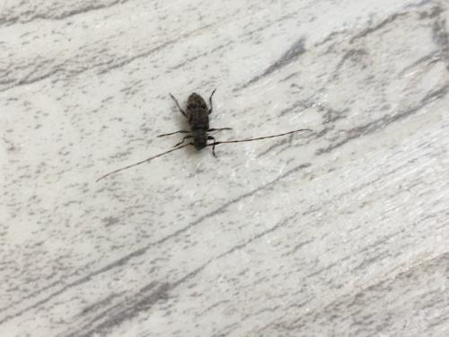 Leiopus sp.