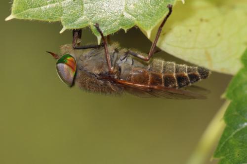 Tabanus promesogaeus