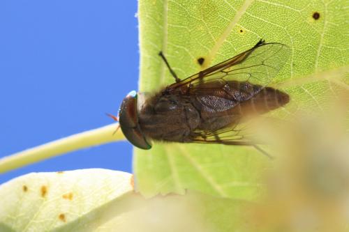 Tabanus promesogaeus