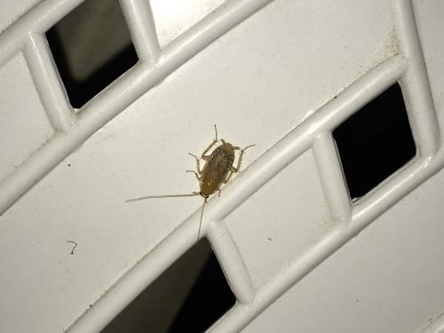 Planuncus vinzi