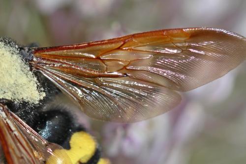 Réf. 187 724 : Megascolia maculata