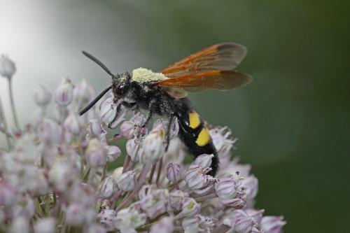 Réf. 187 723 : Megascolia maculata