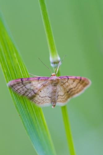 Idaea humiliata