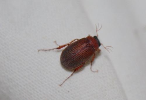 Serica brunnea
