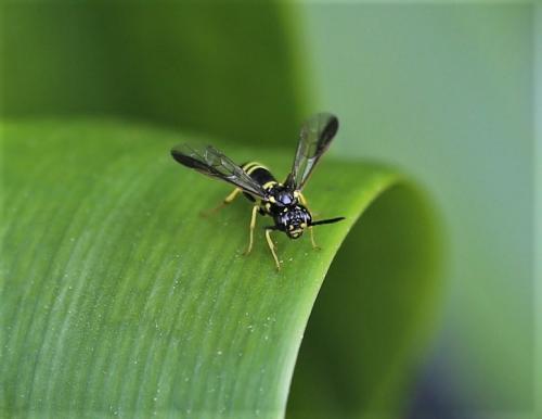 Allantus viennensis
