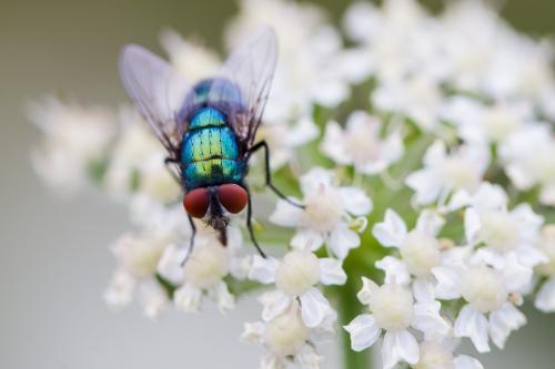 Lucilia sericata