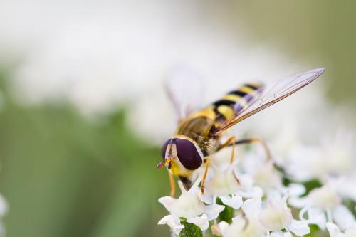 Syrphus vitripennis