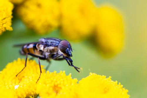 Stomorhina lunata