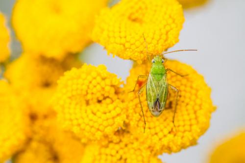 Réf. 187 492 : Oncotylus punctipes