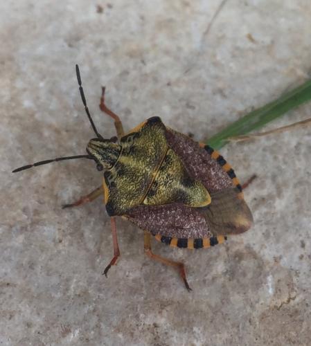 Réf. 187 053 : Carpocoris pudicus