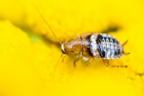 Planuncus vinzi