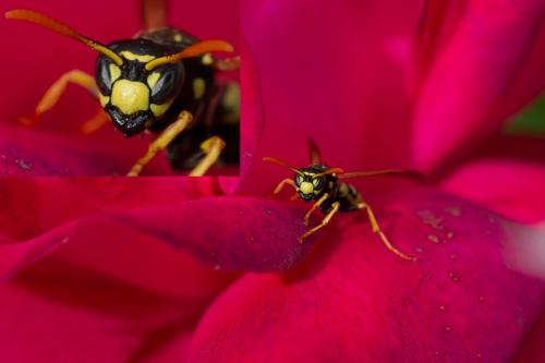 Polistes dominula