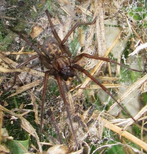 Eratigena atrica